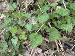 Urtica dioica