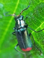 Malachius bipustulatus