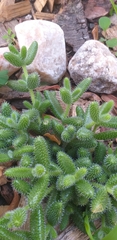 Delosperma echinatum