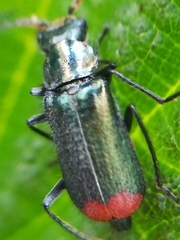 Malachius bipustulatus