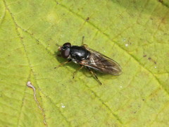 Cheilosia soror