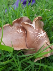 Russula capensis