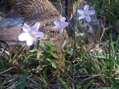 Oxalis dentata