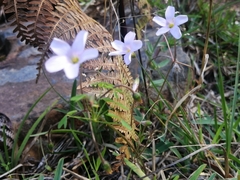 Oxalis dentata