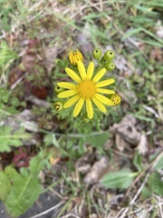 Senecio squalidus