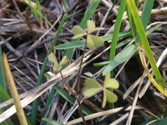 Oxalis dentata