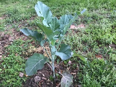 Brassica oleracea viridis