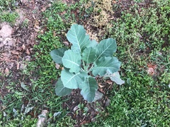 Brassica oleracea viridis