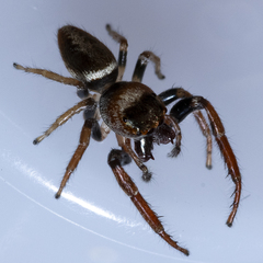 Opisthoncus parcedentatus