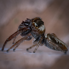 Opisthoncus parcedentatus