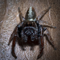 Opisthoncus parcedentatus