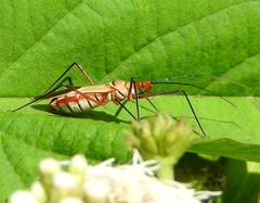 Zelus grassans