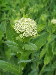 Lepidium draba