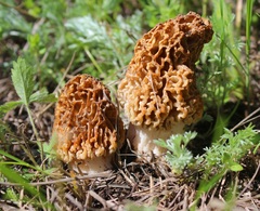Morchella steppicola