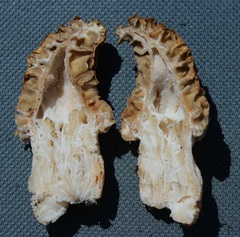 Morchella steppicola