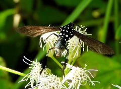 Horama plumipes