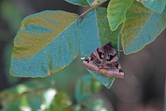 Euclidia ardita