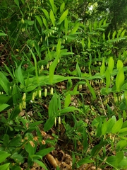 Polygonatum biflorum biflorum