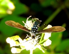Horama plumipes