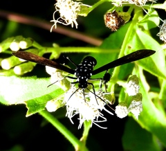 Horama plumipes