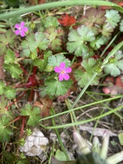 Geranium lucidum