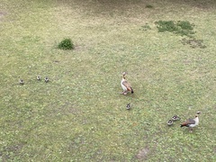 Alopochen aegyptiaca