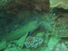 Gymnothorax favagineus