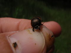 Onthophagus lemur