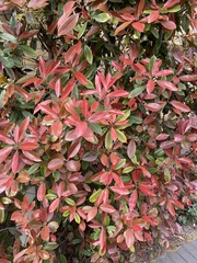 Angiospermae