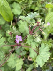 Geranium rotundifolium