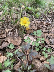 Tussilago farfara