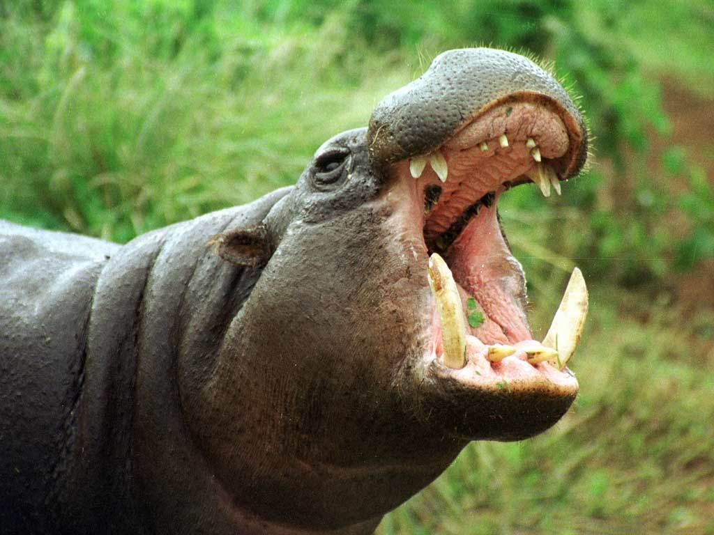 Hippopotamuses