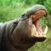 Hippopotamuses - Photo (c) David Bygott, some rights reserved (CC BY-NC-SA)