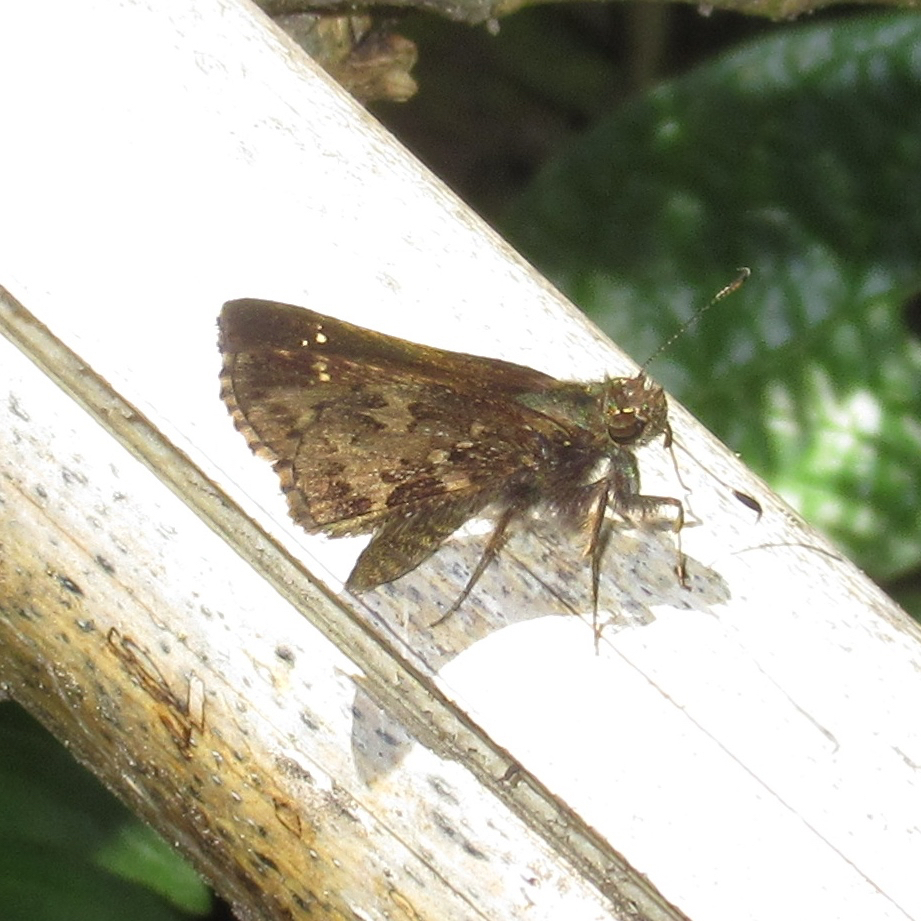 Halotus angellus