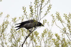 Corvus cornix