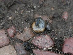 Oxychilus draparnaudi