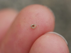 Vallonia pulchella