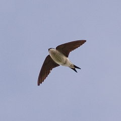 Delichon urbicum