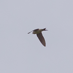 Delichon urbicum