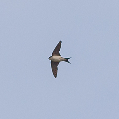 Delichon urbicum