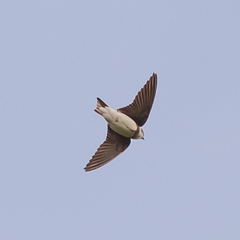 Delichon urbicum
