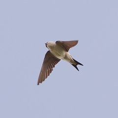 Delichon urbicum