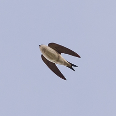 Delichon urbicum