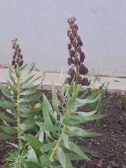 Fritillaria persica