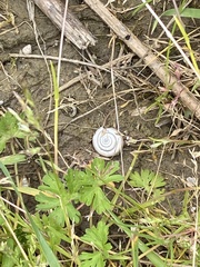 Helicella itala