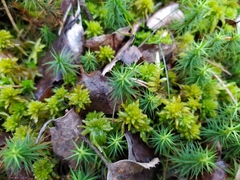 Sphagnum inundatum
