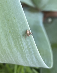 Oxyopes elegans
