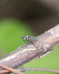 Brachycera