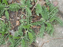 Achillea millefolium