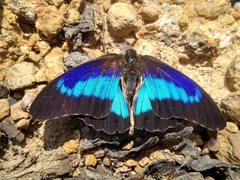 Prepona laertes octavia